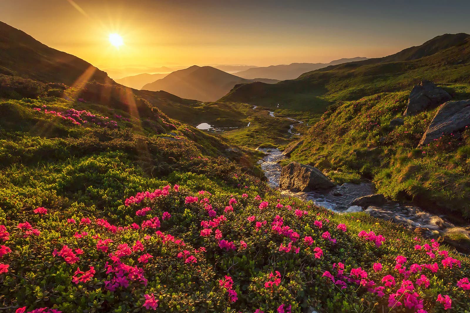 Munții Rodnei - apus cu flori